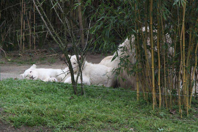 Zoo La Flèche