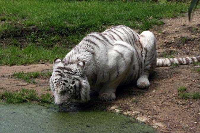 Zoo La Fl&egrave;che