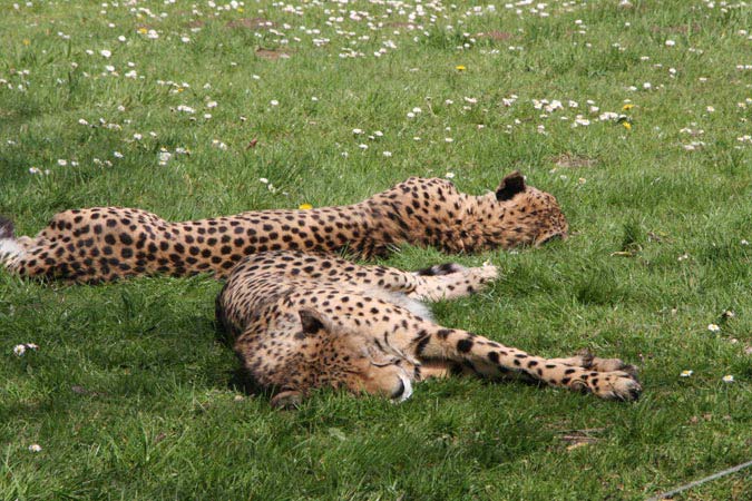 Zoo La Fl&egrave;che