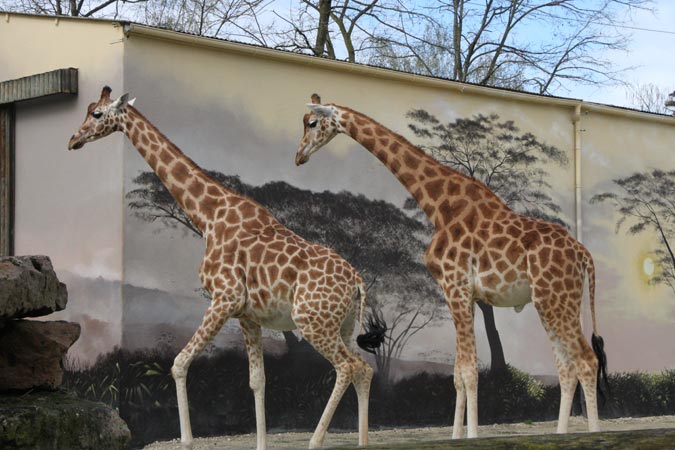 Zoo La Flèche Zoo La Flèche