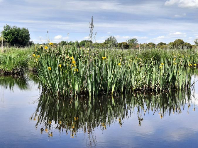 Marais de Bri&egrave;re