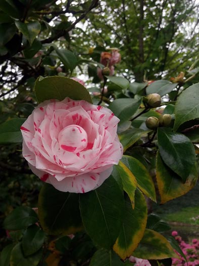 Jardin des plantes