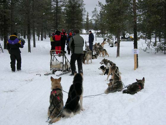 Chiens de traîneau