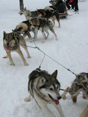 Chiens de traîneau