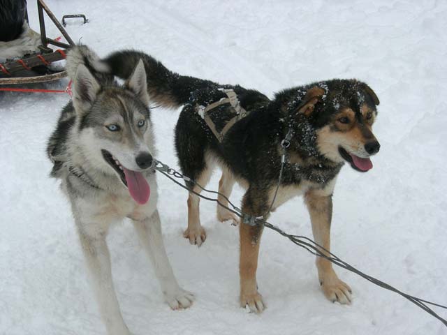 Chiens de traîneau