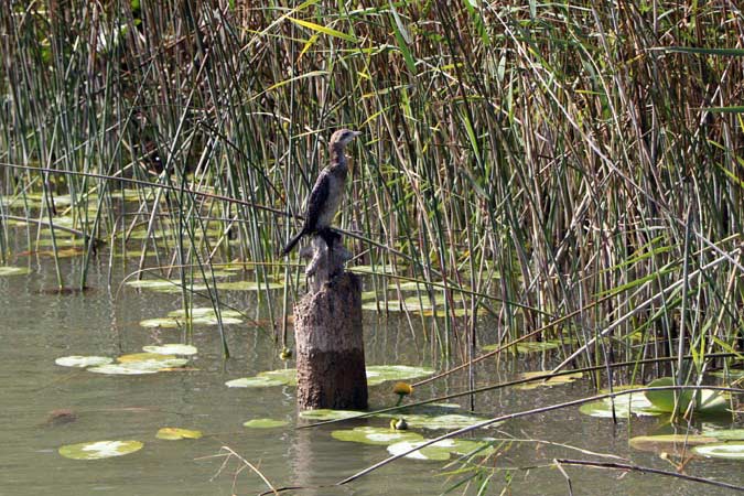 Skadar Skadar