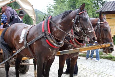 Les chevaux couverts d'écume...