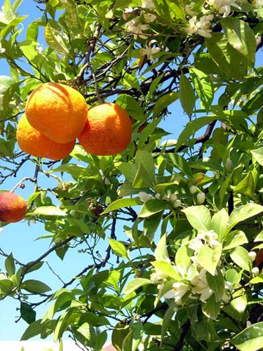Fleurs et fruits de l'oranger.