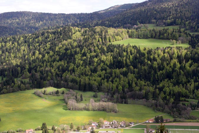 Forêt au printemps