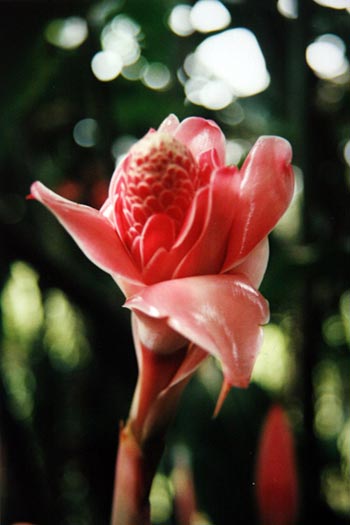 Rose de porcelaine Rose de porcelaine