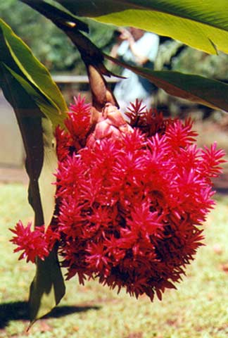 Jacobinia Jacobinia