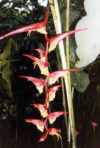 Heliconia Heliconia