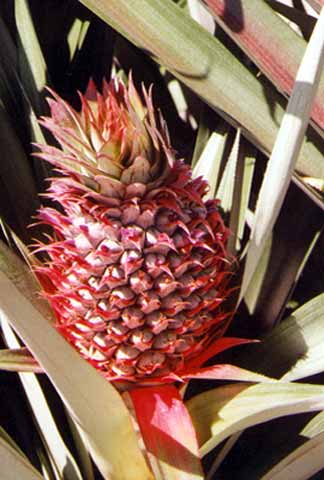 Ananas Ananas