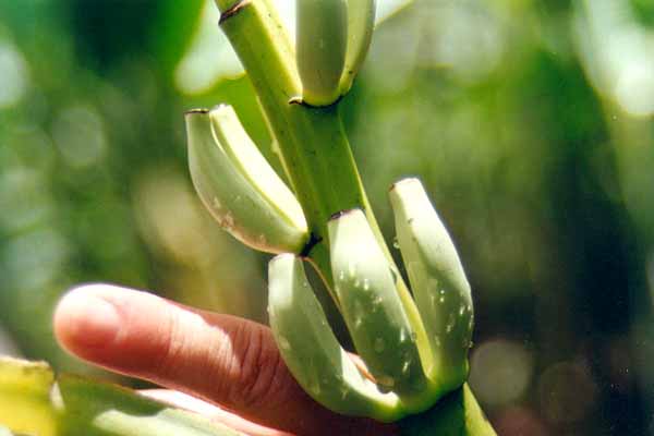 Bananes