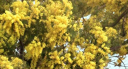 Mimosa en montagne.