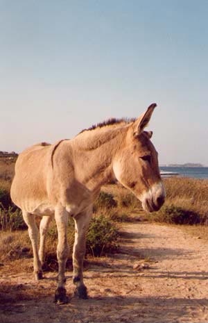 Petit âne rencontré dans le sud de la Corse. Petit âne rencontré dans le sud de la Corse.