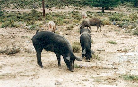 Les cochons sauvages dans les terres, n'hésitent pas à venir voler votre sandwich.