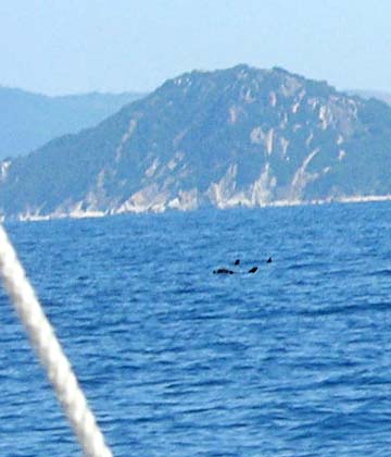 Dauphins Dauphins