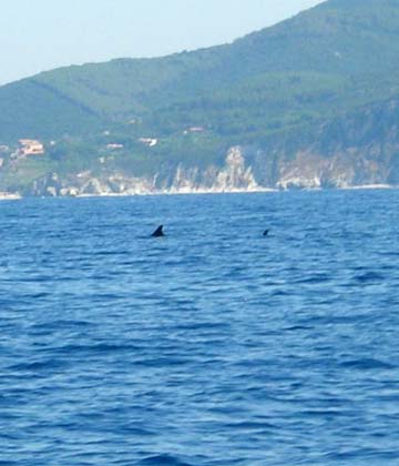 Dauphins Dauphins