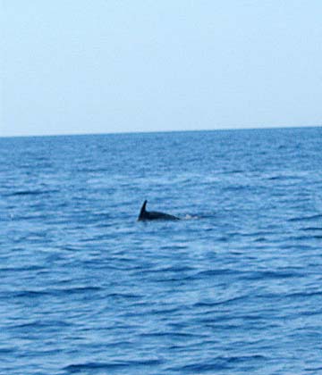 Dauphins Dauphins