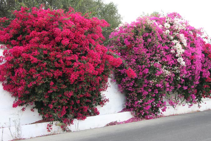 Bougainvill&eacute;es