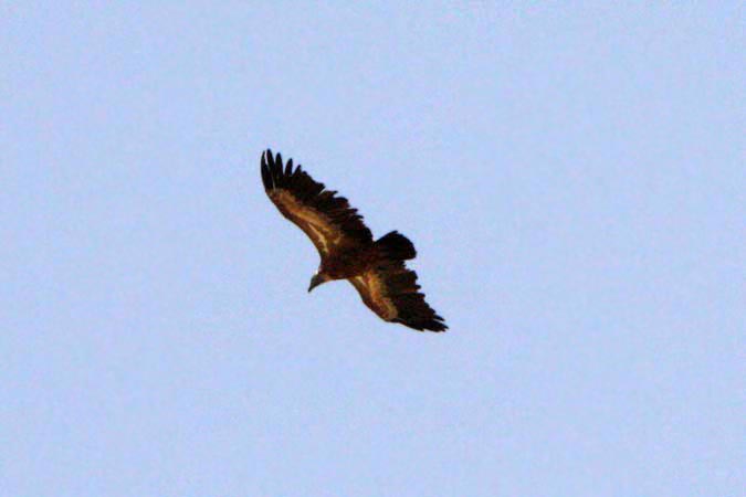 Aigle royal Aigle royal