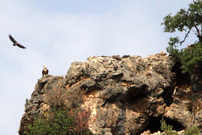 Aigles royaux