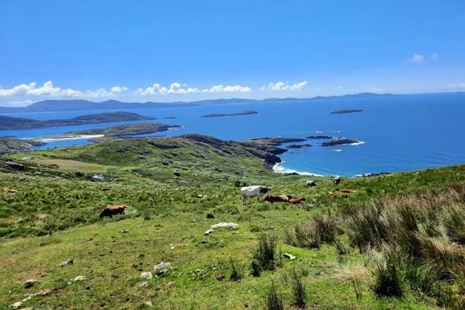 Coomakista Coomakista