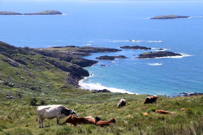 Coomakista Coomakista