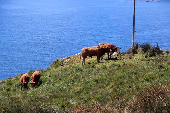 Coomakista Coomakista