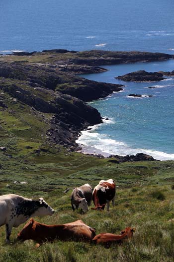 Coomakista Coomakista