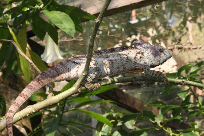 Caméléon.