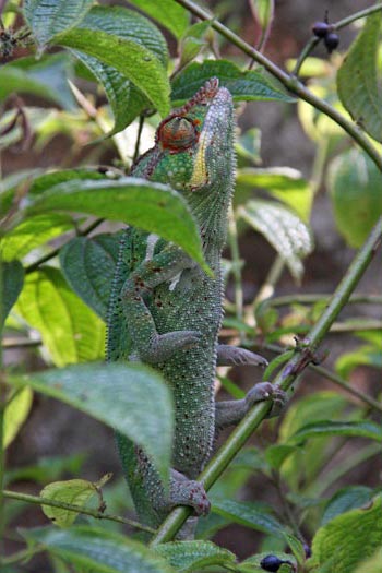 Caméléon.