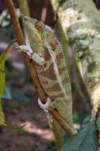 Caméléon.