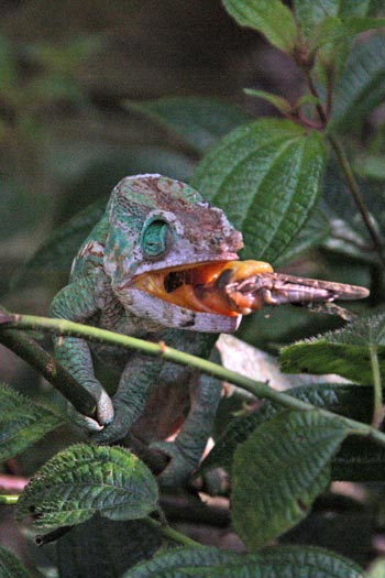 Caméléon.