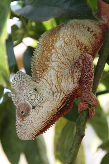 Caméléon.