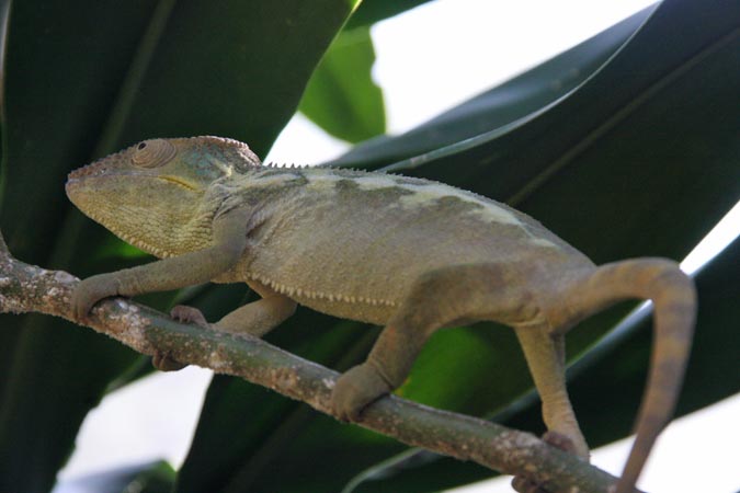 Caméléon.