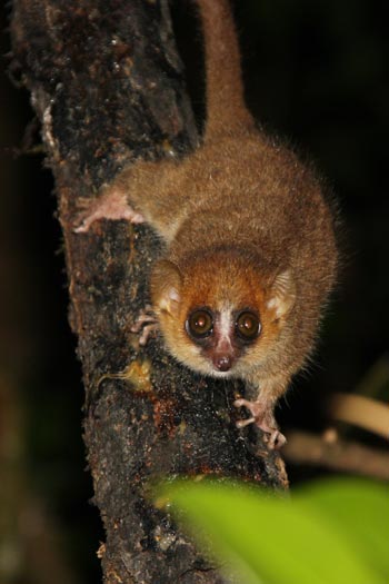 A Ranomafana. A Ranomafana.