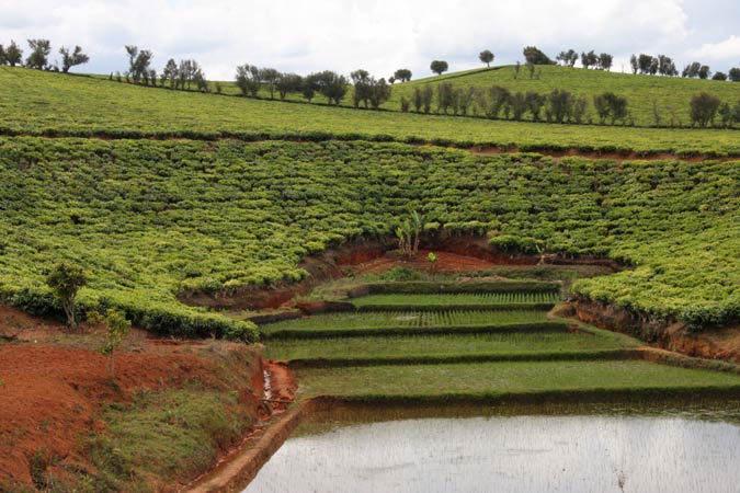 Plantations de thé.