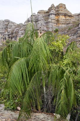 Bambou palme. Bambou palme.