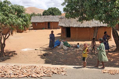 Manioc sur la route. Manioc sur la route.