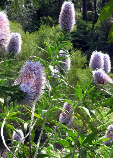 Jardin de Monte