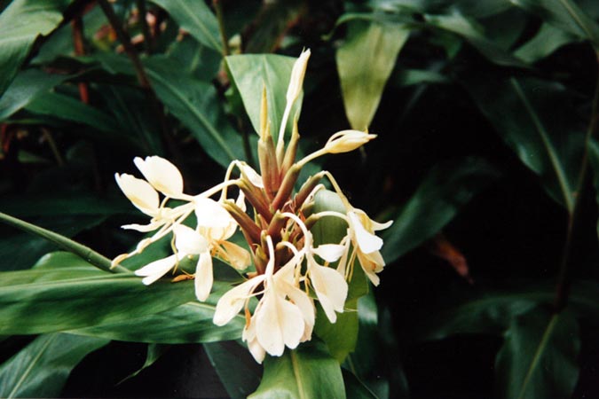 Fleur de la forêt tropicale Fleur de la forêt tropicale