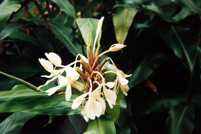 Fleur de la forêt  tropicale