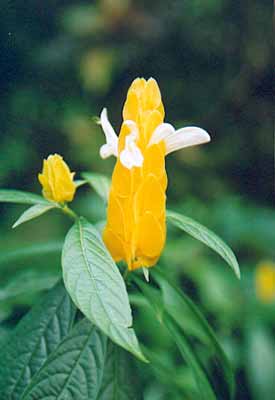 Fleur des écrevisses