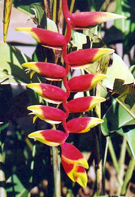 Heliconia