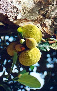 Fruit 