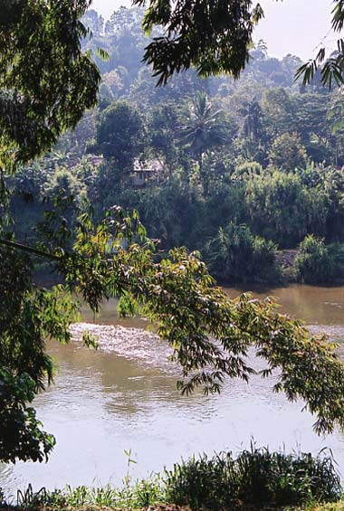 La rivière du jardin de Peradeniya.