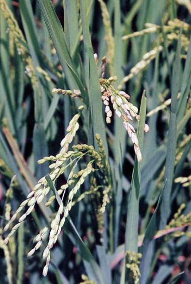 Le riz dans un écrin de verdure.