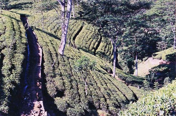 Des plantations de thé à perte de vue, jusqu'à plus de 2000 m. d'altitude.